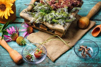 Ervas de Ogum: suas utilizações em rituais e propriedades de cura