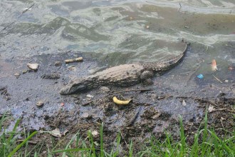 Jacaré é flagrado descansando em meio ao lixo na Lagoa da Pampulha