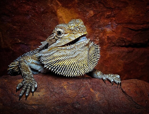 O dragão barbudo (Pogona vitticeps) possui uma "barba" espinhosa ao redor do pescoço, que pode ser erguida em situações de estresse ou para atrair parceiros. Esse lagarto é originário da Austrália e habita regiões áridas e semiáridas. Adapta-se bem ao cativeiro e pode viver até 15 anos.