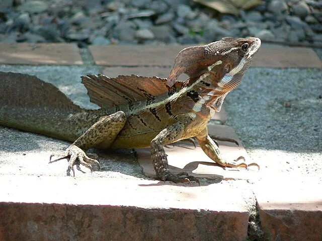 Basilisco-comum (Basiliscus basiliscus) - Originário da América Central e do Sul, o basilisco vive em florestas tropicais próximas a cursos d’água. Pode viver entre 7 e 10 anos na natureza, dependendo das condições ambientais.