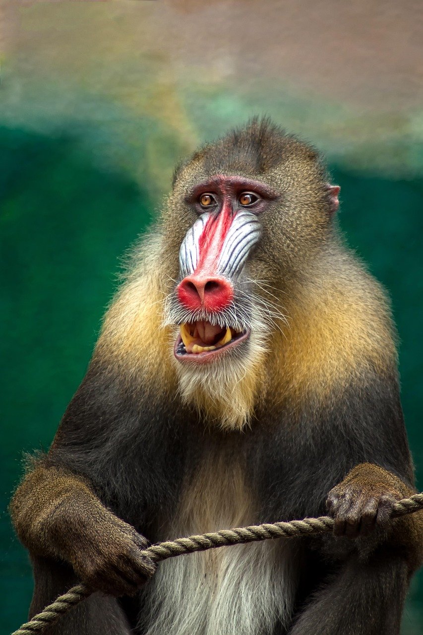 O mandril (Mandrillus sphinx), um primata, apresenta uma crista de pelos no topo da cabeça, que pode ser erguida em momentos de excitação ou para exibir dominância. Esse primata é originário das florestas tropicais da África Central. Sua expectativa de vida pode chegar a 20 anos na natureza e até 30 em cativeiro.
