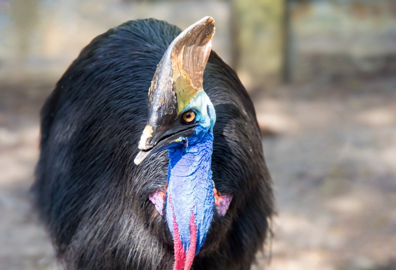 Casuar (Casuarius casuarius)
- Essa ave de grande porte é encontrada nas florestas tropicais da Austrália e Nova Guiné. Vive em vegetação densa e é essencial para a dispersão de sementes. Pode viver entre 40 e 50 anos.