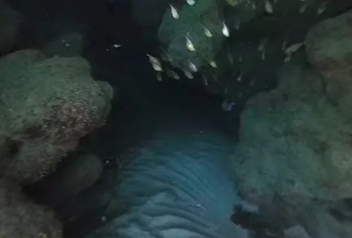 Essas estruturas foram encontradas nos recifes de coral da Área de Proteção Ambiental (APA) Costa dos Corais, localizada em Tamandaré, no sul de Pernambuco.