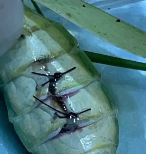 Ele passou por um procedimento cirúrgico delicado para um animal tão sensível. Ele ficou com os pontos e os donos e os profissionais da clínica torciam por sua recuperação.  