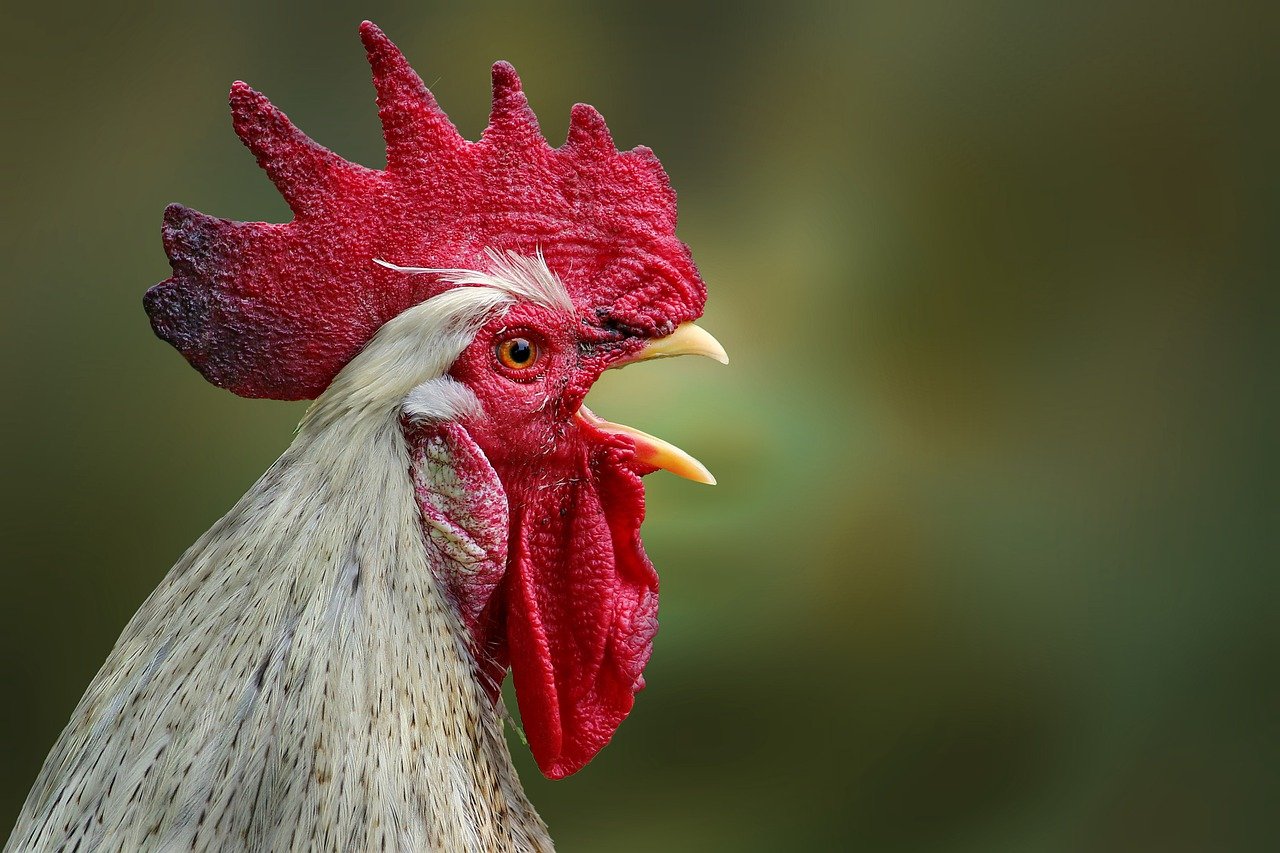 Uma crista em animais é uma protuberância ou elevação que pode ocorrer em diversas partes do corpo, como na cabeça, dorso ou cauda. Essa estrutura pode ser carnosa ou composta por penas, e sua função varia conforme a espécie, podendo servir para atração do parceiro, defesa ou comunicação.