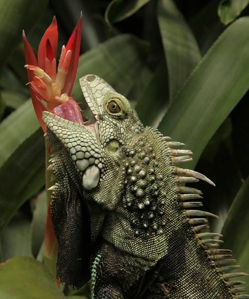 Iguana-verde (Iguana iguana)-  Nativa da América Central e do Sul. Vive em florestas tropicais úmidas, geralmente em árvores próximas a rios e lagos. Sua longevidade pode chegar a 20 anos em cativeiro, enquanto na natureza enfrenta mais desafios.
