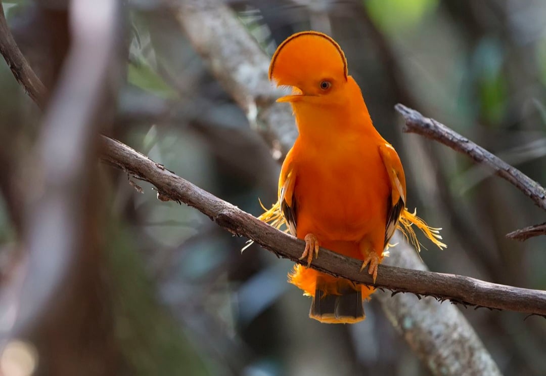 Galo-da-serra (Rupicola rupicola) - Essa ave Ã© nativa da AmÃ©rica do Sul, especialmente nas florestas da AmazÃŽnia. Vive em Ã¡reas montanhosas e cavernas, onde se abriga e nidifica. Pode viver cerca de 15 anos.