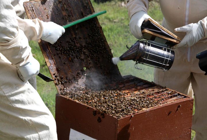 “Algumas plantas dependem exclusivamente de animais polinizadores para sua reprodução, outras se beneficiam deles produzindo frutos de melhor qualidade. Estima-se que 35% da produção agrícola global, bem como 85% das espécies de plantas nativas, dependam, em algum grau, da polinização", disse a Coordenadoria de Assistência Técnica Integral (CATI).