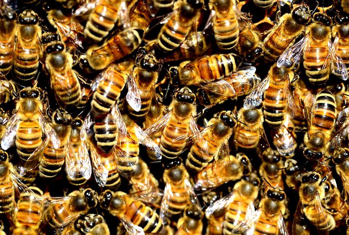 Dados do Departamento de Agricultura dos Estados Unidos (USDA) revelam que 70% de todas as culturas agrícolas são polinizados por abelhas. Estima-se que grande parte dos alimentos consumidos pelos seres humanos são produtos do processo de polinização desses insetos.