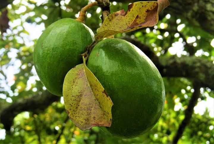 Atualmente, os abacates sÃ£o cultivados principalmente como produto de exportaÃ§Ã£o. A produÃ§Ã£o passou a ser de grandes monoculturas, para maximizar a produtividade. Estas monoculturas eliminaram outros produtos nativos e sÃ£o muito mais vulnerÃ¡veis Ã  pragas e doenÃ§as. 