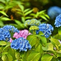Cor, beleza e exuberância das hortênsias