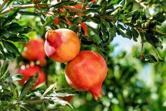 Colheita prática: 5 espécies para cultivar árvores frutíferas em vasos