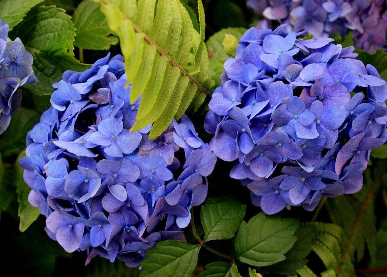 Em muitas culturas, a hortênsia é vista como símbolo de gratidão, apreço e agradecimento. A rica variedade de cores está ligada a diferentes significados, tornando-as uma escolha popular para presentes e arranjos florais especiais. 