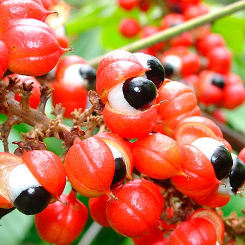 De um uso tradicional indígena a um componente indispensável na indústria moderna, o guaraná desempenha um papel importante na cultura e na economia brasileira.
