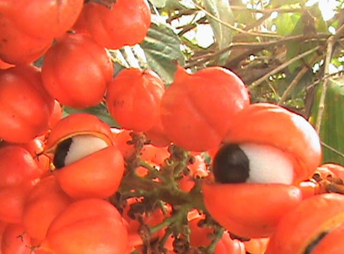 Seu nome científico é "Paullinia cupana", e, além de ser um símbolo da cultura alimentar brasileira, tem sido utilizado por séculos tanto de forma medicinal quanto energética.