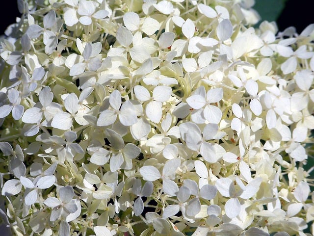 Diante disso, em regiões mais quentes, os jardineiros devem priorizar a escolha de áreas com sombra parcial para proteger as plantas do sol intenso.