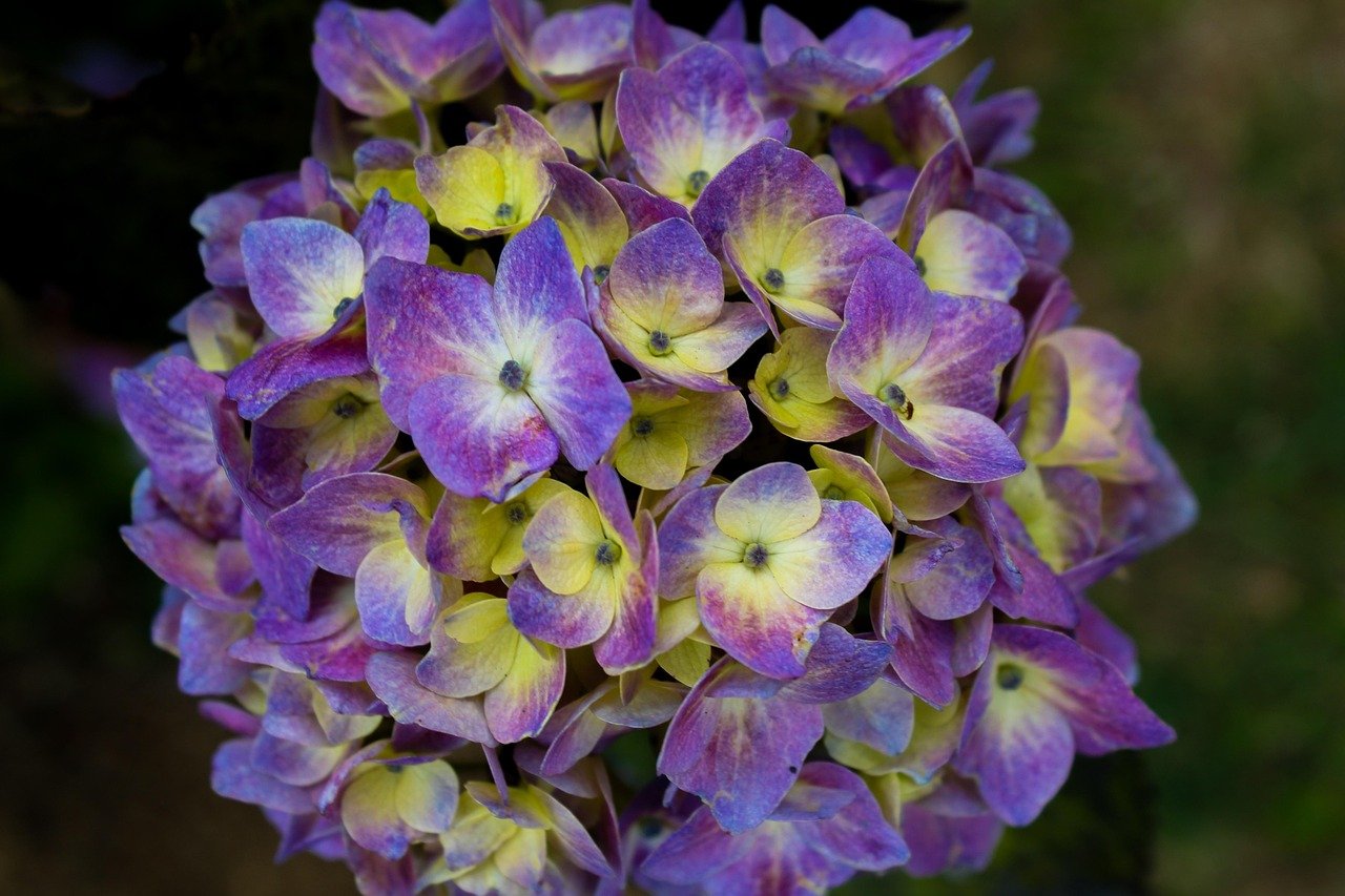 Ela, portanto, é nativa do Japão e China, mas atualmente cultivada como planta ornamental em todas as regiões temperadas e subtropicais.
