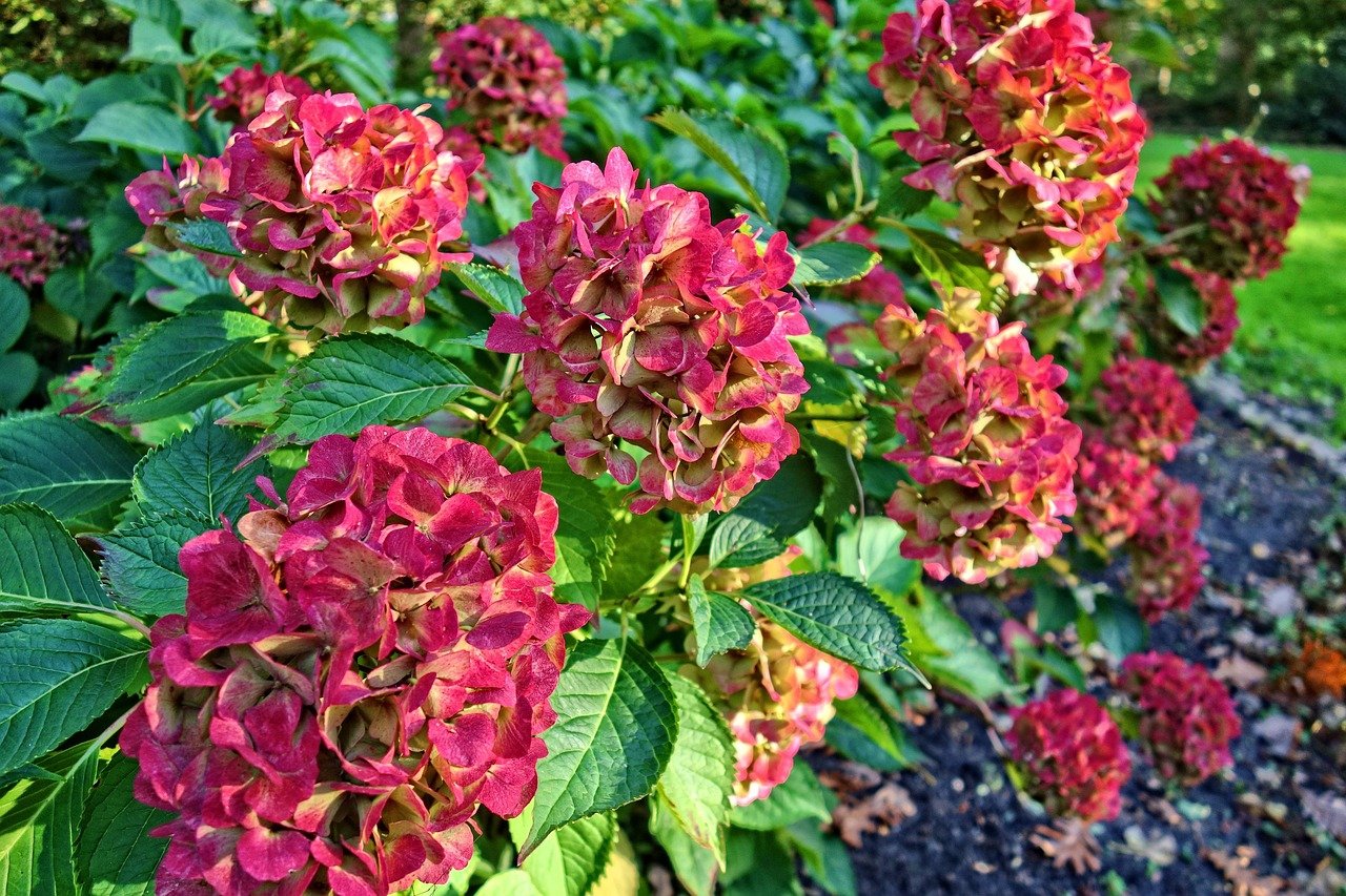 Essas flores são extremamente adaptáveis a diferentes climas, entretanto preferem locais com invernos moderados e verões frescos.
