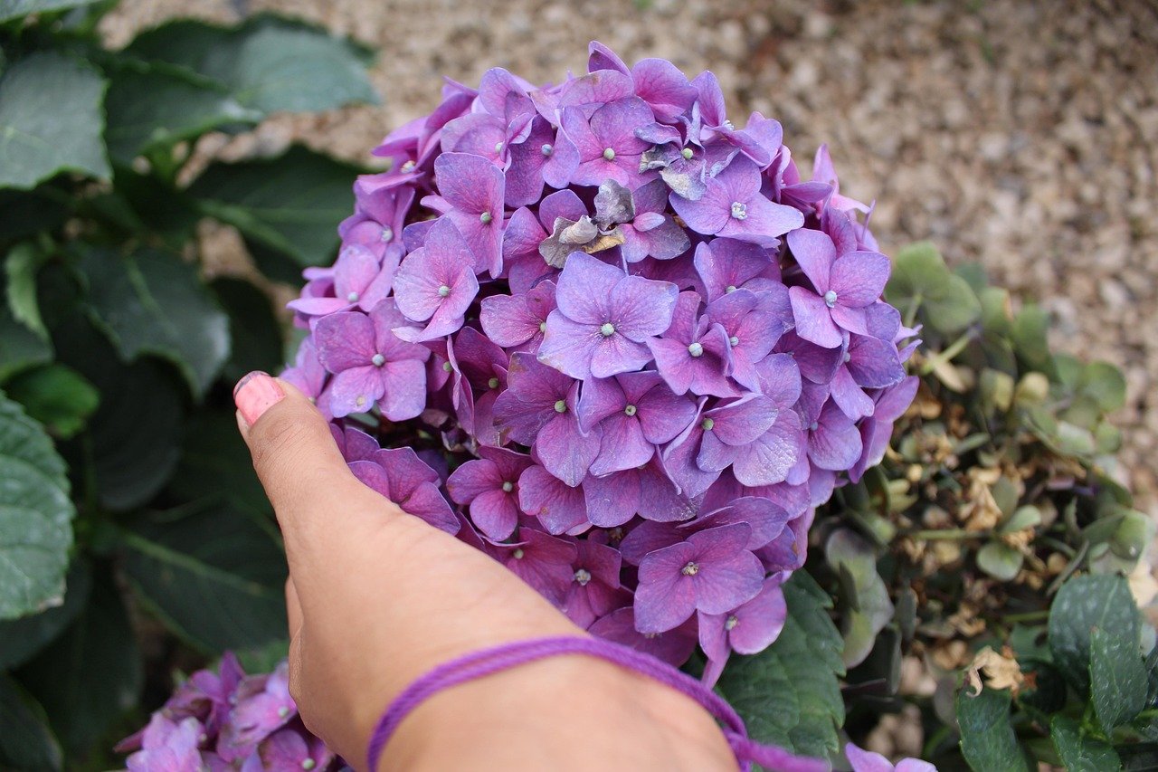 As hortênsias não apenas embelezam o ambiente, mas também podem servir como um indicador visual do pH do solo. Em solos ácidos, as flores tendem a ser azuis, enquanto em solos alcalinos, assumem tons de rosa.