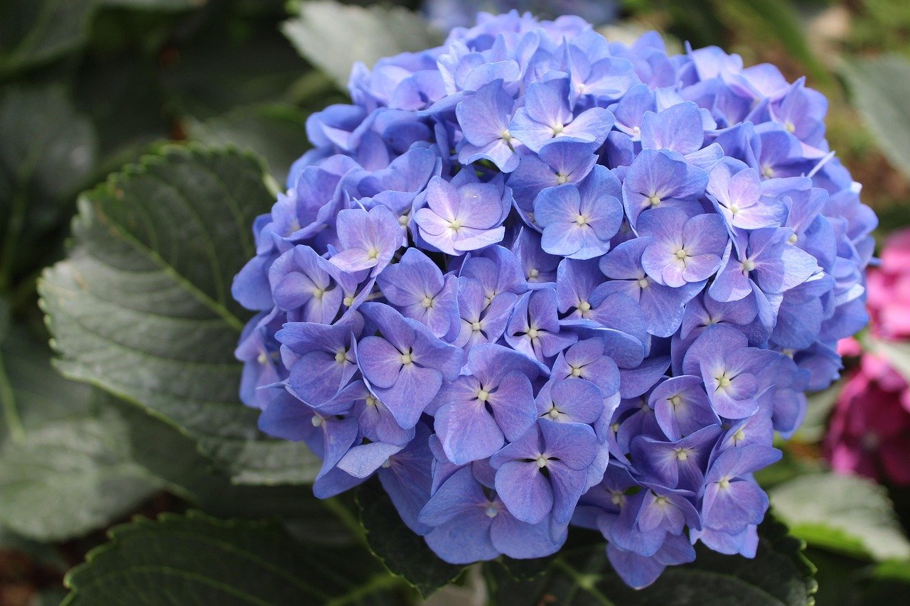 As hortênsias são flores verdadeiramente versáteis quando se trata de cores e tons. Assim, esse arbusto florífero produz grandes buquês de flores que podem ser azuis, lilás, rosas, vermelhas ou brancas.
