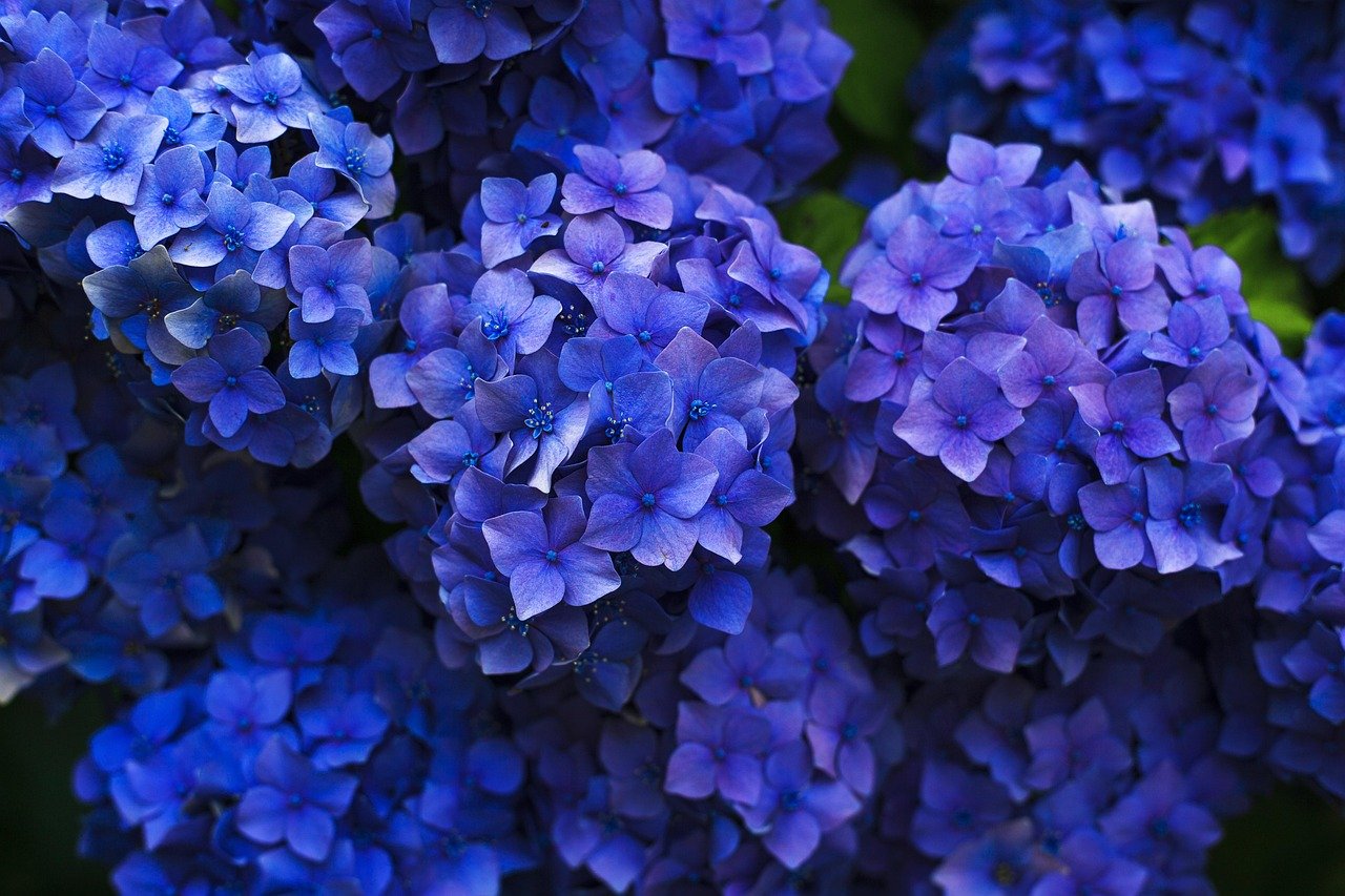 No Brasil, devido ao solo naturalmente acidificado, a cor que prevalece na hortênsia plantada e cultivada é o azul. As flores desta cor simbolizam a serenidade, a paz e a harmonia, sendo escolhas populares em momentos de reflexão e para expressar sentimentos de tranquilidade.
