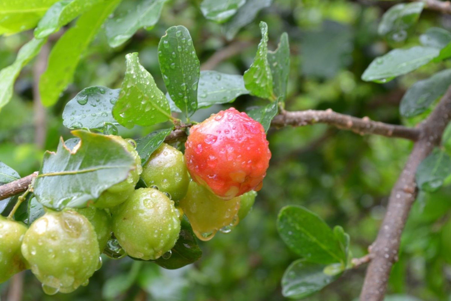 Acerola