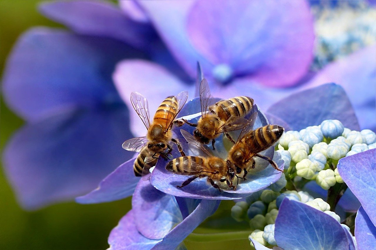A hortênsia costuma atrair polinizadores, como abelhas e borboletas, contribuindo para o ecossistema local. Isso a torna uma escolha sustentável e ecológica para o seu jardim.
