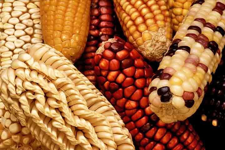 A importância do milho na culinária brasileira A importância do milho na culinária brasileira