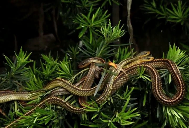 A falta de predadores naturais e da intervenção humana permitiu a proliferação dessas serpentes num ambiente isolado e a ilha foi se consolidando como um dos lugares mais inóspitos do planeta.  
