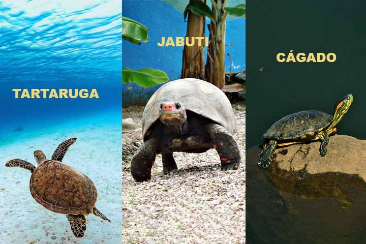 As tartarugas vivem na Ã¡gua salgada, tÃªm patas em forma de nadadeiras e raramente saem para terra firme. Os jabutis sÃ£o terrestres, tÃªm casco alto e patas grossas adaptadas para andar no solo. Os cÃ¡gados vivem em Ã¡gua doce, tÃªm casco achatado e patas com membranas para nadar