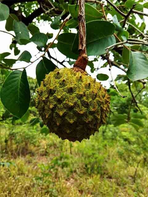 Ele também é conhecido como araticum, bruto, cascudo ou pinha-do-cerrado. Além disso, pertence à família das anonáceas, a mesma da graviola e da pinha, e é encontrado especialmente no Cerrado brasileiro.