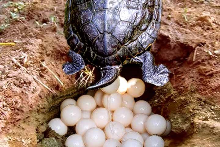 Todos são répteis, possuem casco para proteção e respiram por pulmões. São animais de sangue frio, ou seja, sua temperatura corporal depende do ambiente. Além disso, sua reprodução é ovípara, botando ovos em buracos na terra ou areia. Veja dados de cada um.