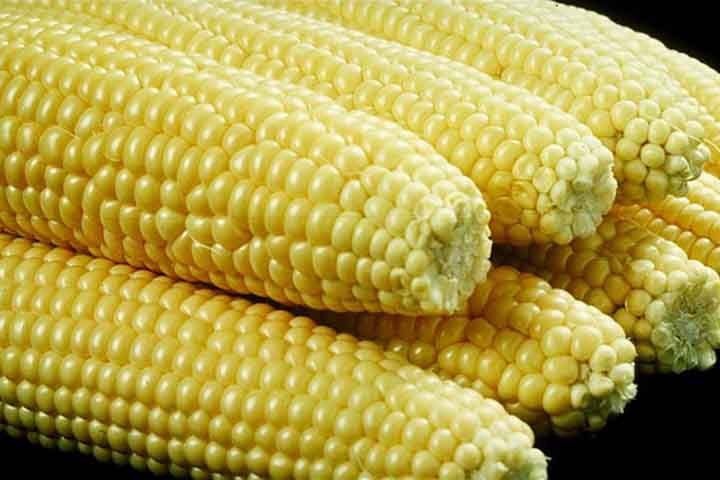 A data visa a conscientizar sobre a importância do milho como fonte de alimento para seres humanos e animais. Ele apresenta uma cultura versátil, sendo utilizado não apenas como alimento básico, mas também como matéria-prima na produção de biocombustíveis, amidos, óleos e uma variedade de produtos industriais. 