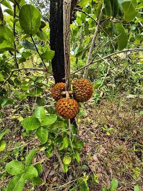 Nesse sentido, ele produz um aroma forte, que pode causar estranhamento em um primeiro momento, sobretudo para quem nunca provou, mas o cheiro marcante faz parte da identidade deste fruto.