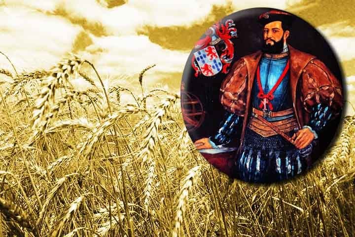 Com o tempo, o trigo se espalhou por várias civilizações, chegando à China por volta de 2.000 a.C. e, depois, à Europa e às Américas. No Brasil, por exemplo, o trigo foi introduzido pelos colonizadores portugueses em 1534, através de Martim Afonso de Souza (ex-Governador da Índia Portuguesa).