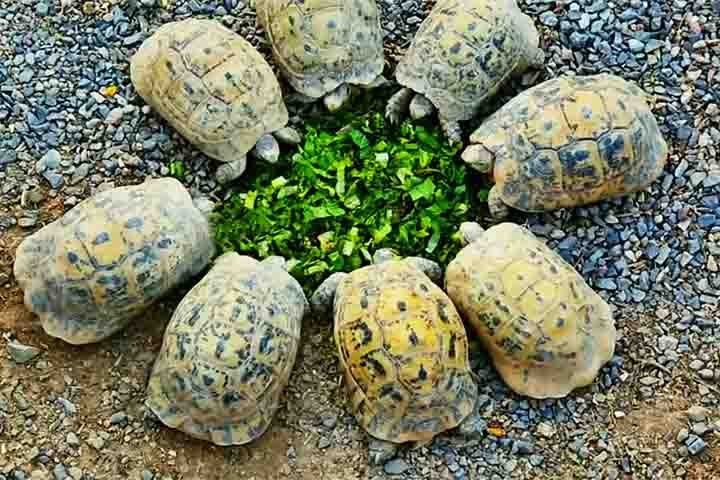 Características e alimentação: Possuem casco arredondado e articulado, permitindo que se fechem completamente para proteção. São onívoras, comendo frutas, folhas, insetos e pequenos vertebrados.
