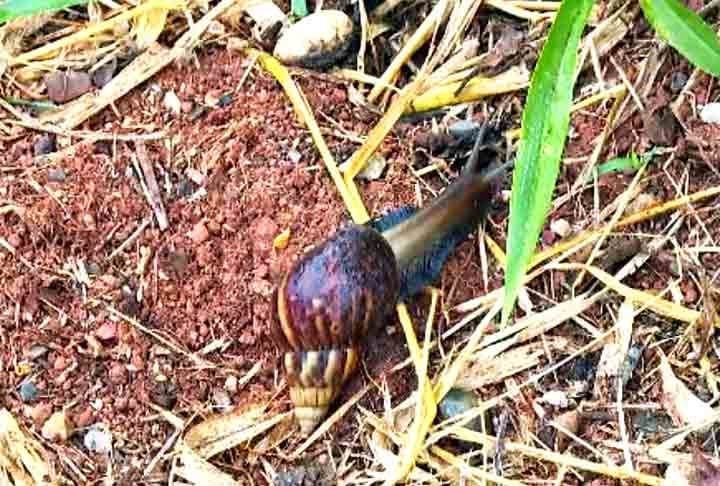 Conotação cultural: Em algumas regiões, "caramujo" pode ser usado de forma pejorativa para descrever caracóis que são vistos como pragas em jardins ou plantações.
