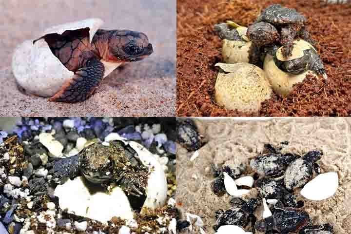 Reprodução e expectativa de vida: Botam ovos em buracos na terra, que levam cerca de 70 a 90 dias para eclodir. Dependendo da espécie, podem viver entre 30 e 100 anos.
