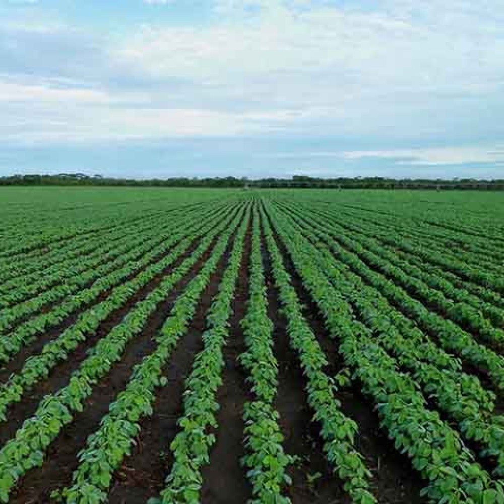 Pib avança 1,4% no primeiro trimestre puxado pelo agro