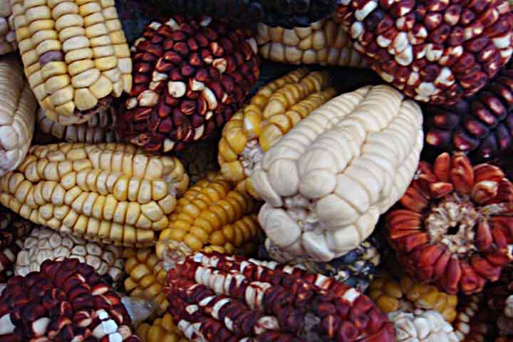 Normalmente, no Dia do Milho os agricultores realizam festivais com demonstrações de comidas típicas feitas a base deste cereal, além de concursos de artesanatos feitos com partes da espiga do milho.