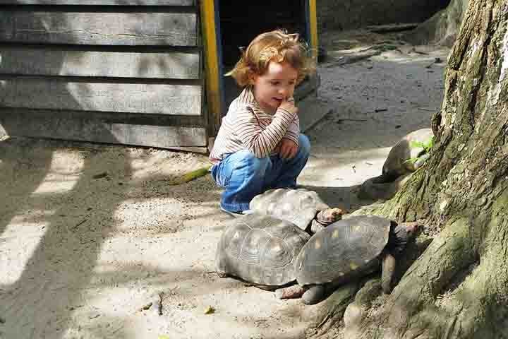 Criação doméstica: São permitidos como pets no Brasil, mas precisam de autorização do IBAMA e de um ambiente espaçoso para se locomover.
