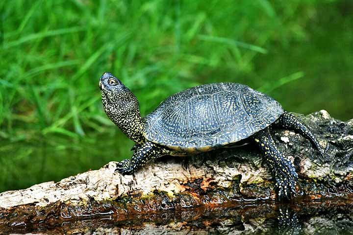 Cágados

1. Nome científico e origem: Os cágados pertencem à família Chelidae, com espécies como Phrynops geoffroanus, comuns na América do Sul e Central.
