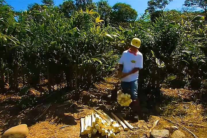 Originário da América do Sul, o Brasil se destaca por ser um de seus principais produtores de palmito, de acordo com a Embrapa (Empresa Brasileira de Pesquisa Agropecuária). 