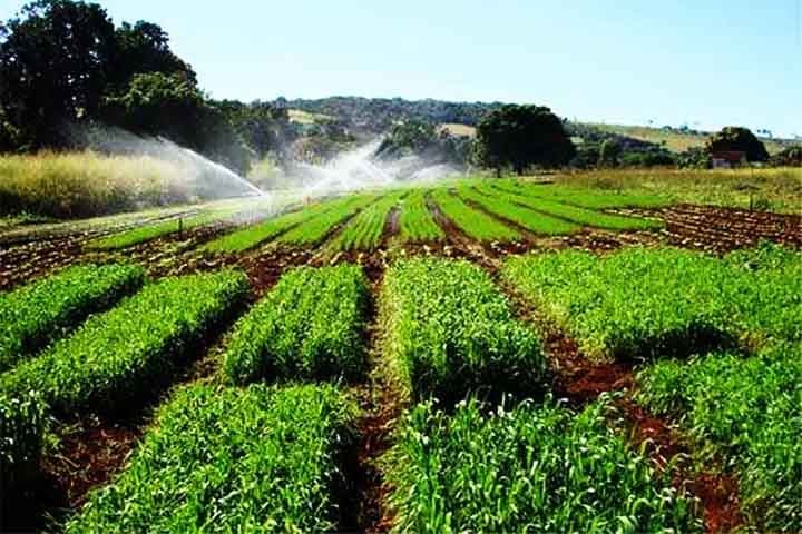 Embora o Brasil tenha avançado na produção de trigo, ainda há desafios a serem superados. O clima e as condições do solo são fatores determinantes para o sucesso da lavoura, o que torna a produção suscetível às variações climáticas.