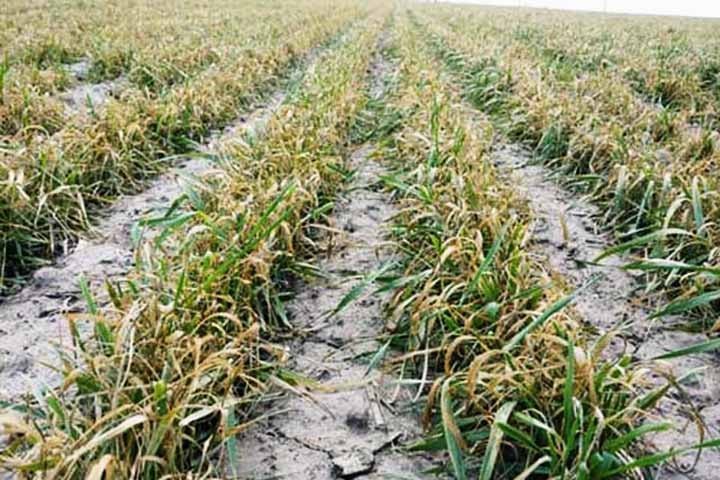 O cultivo de trigo exige temperaturas específicas em cada fase do ciclo de crescimento, o que significa que mudanças climáticas ou períodos de seca podem impactar negativamente a produtividade.