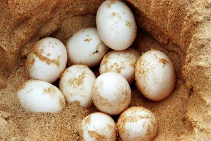 Reprodução e expectativa de vida: Botam ovos em terra firme, que levam cerca de 100 dias para eclodir. Sua expectativa de vida varia entre 30 e 60 anos.
