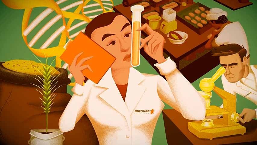 A pesquisa em melhoramento genético de sementes e a adoção de tecnologias de cultivo são fundamentais para alcançar maior qualidade e maior produtividade nas lavouras nacionais.