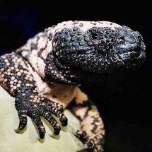 Veneno de lagarto monstro-de-gila foi chave para criação do Ozempic - MonsterDoc/Wikimédia Commons