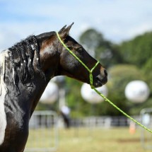  Exposição Macapê leva cavalos de até 45 mil para a Gameleira  - Júlio Oliveira / Divulgação