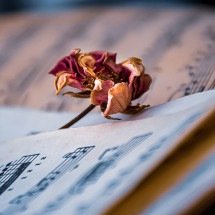 Eles são expoentes no gênero musical que escolheram - Ri Ya pixabay